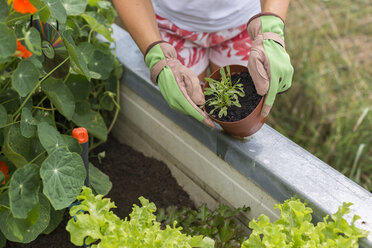 Nahaufnahme einer Frau bei der Gartenarbeit im Hochbeet - JUNF01463