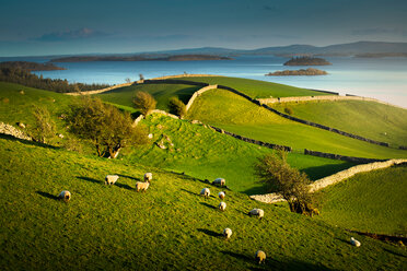 Schafe grasen auf einer Wiese, Lough Corrib, Cong, Mayo, Irland - CUF44808