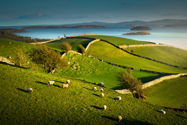 Sheep grazing on grassland, Lough Corrib, Cong, Mayo, Ireland - CUF44808