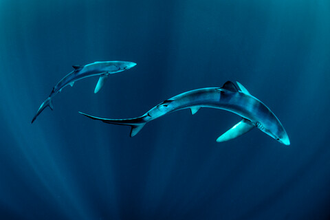 Zwei Blauhaie (Prionace glauca), schwimmen unter Wasser, Baltimore, Grafschaft Cork, Irland, lizenzfreies Stockfoto
