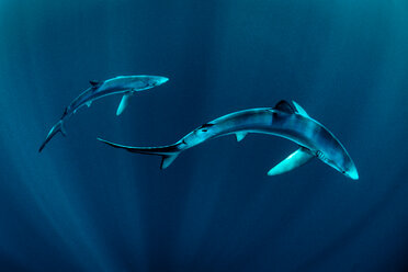 Zwei Blauhaie (Prionace glauca), schwimmen unter Wasser, Baltimore, Grafschaft Cork, Irland - CUF44812