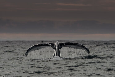 Schwanz eines Buckelwals über der Wasseroberfläche, Dingle, Kerry, Irland - CUF44815