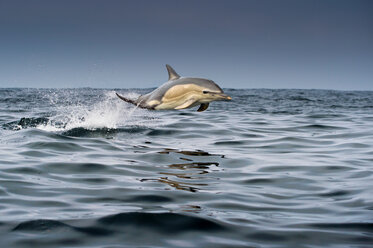 Gewöhnlicher Delphin (Delphinus), schwimmend, Blasket Islands, Dingle, Kerry, Irland - CUF44819