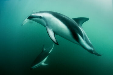 Dusky dolphins (Lagenorhynchus obscurus), swimming underwater, Kaikoura, Gisborne, New Zealand - CUF44820