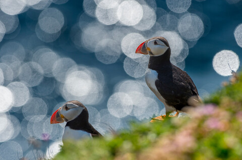 Zwei Papageientaucher (Fratercula arctica), Skellig Islands, Portmagee, Kerry, Irland, lizenzfreies Stockfoto