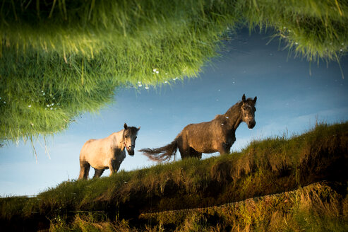 Stilles Wasser mit Spiegelung von zwei Pferden beim Spaziergang, Doolin, Clare, Irland - CUF44827
