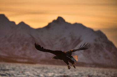 Seeadler (Haliaeetus albicilla), im Flug, auf der Jagd nach Fischen, Å i Lofoten, Nordland, Norwegen - CUF44831