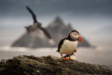 Papageientaucher (Fratercula arctica), Skellig Rock im Hintergrund, Portmagee, Kerry, Irland - CUF44832