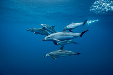 Group of Atlantic spotted dolphins (Stenella frontalis), underwater view, Santa Cruz de Tenerife, Canary Islands, Spain - CUF44836