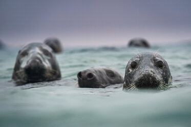 Gruppe von Kegelrobben (Halichoerus grypus), Kopf über Wasser, Great Blasket Island, Dingle, Kerry, Irland - CUF44837