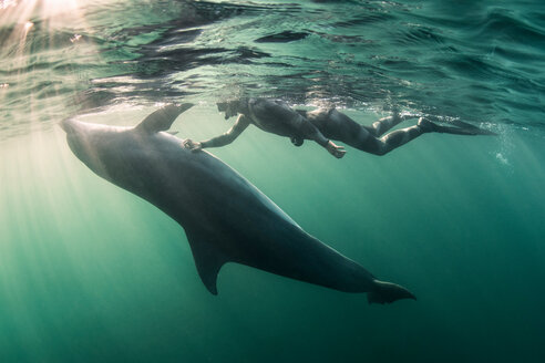 Frau beim Freitauchen mit Großem Tümmler (Tursiops truncates), Unterwasseransicht, Doolin, Clare, Irland - CUF44839