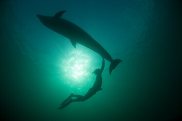 Woman free-diving with Bottlenose dolphin (Tursiops truncates), underwater view, Doolin, Clare, Ireland - CUF44842