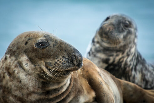 Kegelrobben (Halichoerus grypus), Great Blasket Island, Dingle, Kerry, Irland - CUF44844