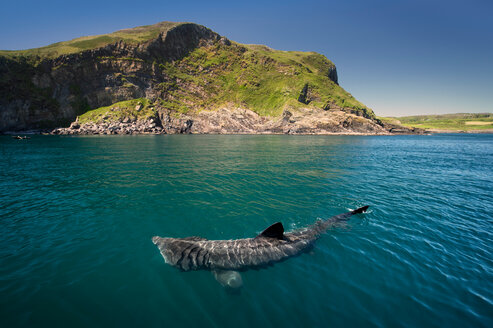 Riesenhai (Cetorhinus maximus), Baltimore, Cork, Irland - CUF44845