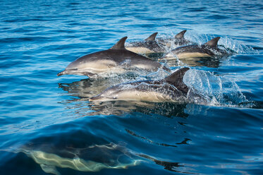Group of common dolphins (Delphinus), porpoising, Blasket Islands, Dingle, Kerry, Ireland - CUF44849