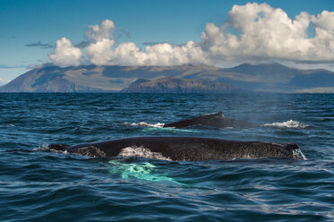 Two Humpback whales (Megaptera novaeangliae), swimming together, Dingle, Kerry, Ireland - CUF44850