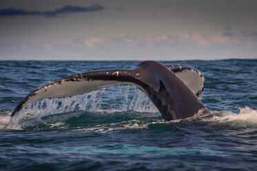 Schwanz eines Buckelwals über der Wasseroberfläche, Dingle, Kerry, Irland - CUF44851