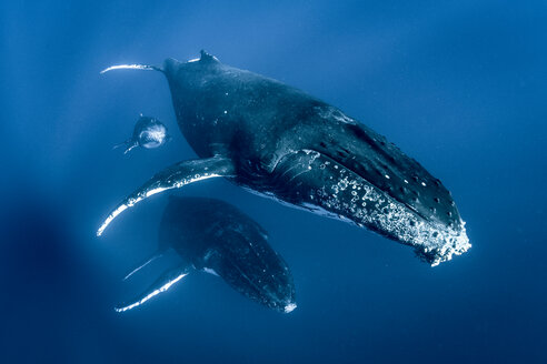 Buckelwale (Megaptera novaeangliae), gemeinsam schwimmend, Unterwasseransicht, Tonga, Western, Fidschi - CUF44852