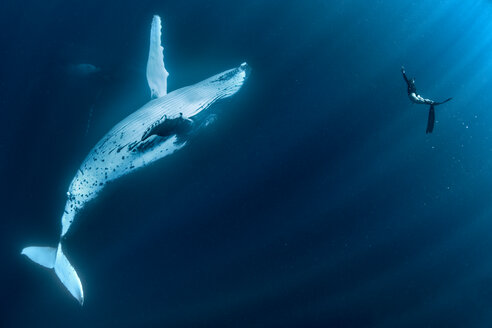 Frau schwimmt mit Buckelwalen (Megaptera novaeangliae), Unterwasseransicht, Tonga, Western, Fidschi - CUF44853