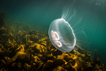 Moon jellyfish (Aurelia aurita), underwater view, Doolin, Clare, Ireland - CUF44858