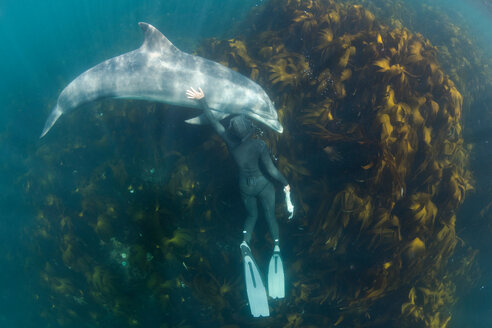 Frau beim Freitauchen mit Großem Tümmler (Tursiops truncates), Draufsicht, Doolin, Clare, Irland - CUF44859