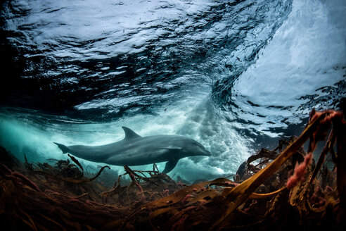 Surfen, Großer Tümmler (Tursiops truncates), Unterwasser, Tiefblick, Doolin, Clare, Irland - CUF44860