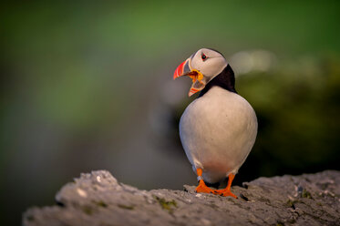 Papageientaucher (Fratercula arctica), ruhend auf Felsen, Portmagee, Kerry, Irland - CUF44863