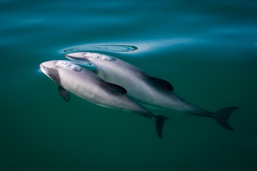 Zwei Hector-Delphine (Cephalorhynchus hectori), die die Wasseroberfläche durchbrechen, Kaikoura, Gisborne, Neuseeland - CUF44872