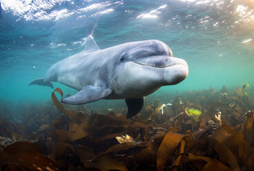 Großer Tümmler (Tursiops truncatus), schwimmt unter Wasser, Doolin, Clare, Irland - CUF44878