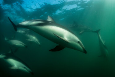 Dusky dolphins (Lagenorhynchus obscurus), swimming underwater, Kaikoura, Gisborne, New Zealand - CUF44881