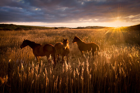 Drei Pferde auf einem Feld bei Sonnenuntergang, Doolin, Clare, Irland - CUF44883