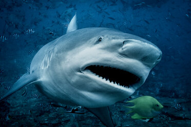 Bullenhai (Carcharhinus leucas), schwimmt auf die Kamera zu, Unterwasseransicht, Beqa Lagoon, Beqa, Fidschi - CUF44900