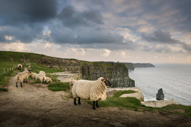 Schafe auf einem Feldweg, Cliffs of Moher, Doolin, Clare, Irland - CUF44902