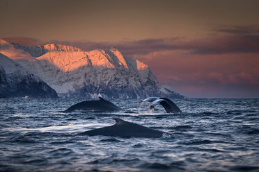 Gruppe von Buckelwalen beim Tauchen, Skjervøy, Troms, Norwegen - CUF45051