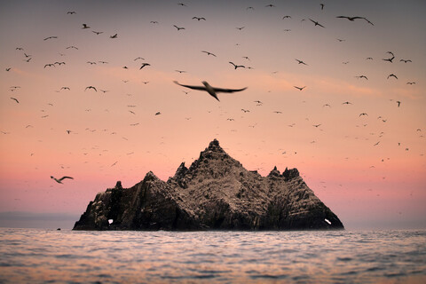 Basstölpelkolonie um Skellig Rock bei Sonnenaufgang, Portmagee, Kerry, Irland, lizenzfreies Stockfoto