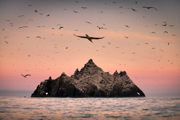 Basstölpelkolonie um Skellig Rock bei Sonnenaufgang, Portmagee, Kerry, Irland - CUF45056
