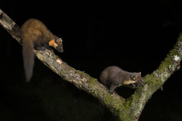 Schottland, Baummarder, Martes martes, auf einem Baum bei Nacht - MJOF01574