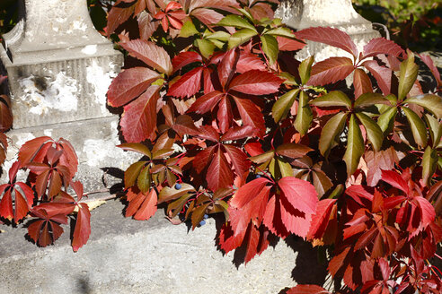 Virginia creeper im Herbst - JTF01094