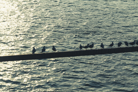 Genmany, Möwen auf einem Steg über dem Rhein, lizenzfreies Stockfoto