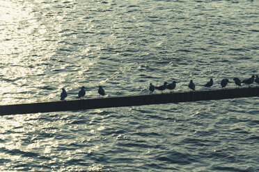 Genmany, Möwen auf einem Steg über dem Rhein - DWIF00955