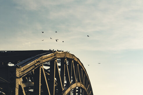 Deutschland, Köln, Teil der Hohenzollernbrücke mit fliegenden Vögeln - DWIF00956
