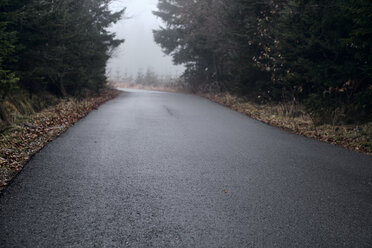 Bulgaria, wet asphalt after rain through the forest - BZF00464