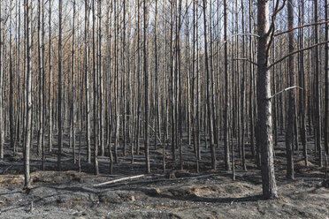 Deutschland, Brandenburg, Treuenbrietzen, Wald nach Waldbrand - ASCF00894