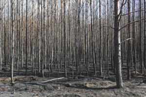 Germany, Brandenburg, Treuenbrietzen, Forest after forest fire - ASCF00894