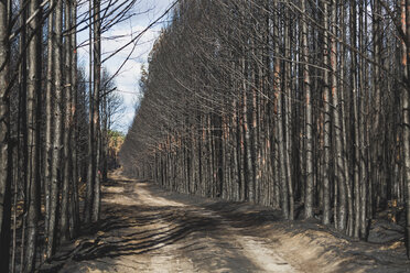 Germany, Brandenburg, Treuenbrietzen, Forest after forest fire - ASCF00895