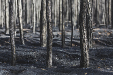 Germany, Brandenburg, Treuenbrietzen, Forest after forest fire - ASCF00896