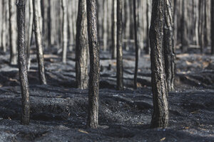 Deutschland, Brandenburg, Treuenbrietzen, Wald nach Waldbrand - ASCF00896