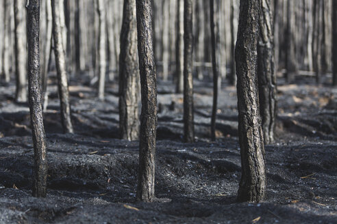 Germany, Brandenburg, Treuenbrietzen, Forest after forest fire - ASCF00896