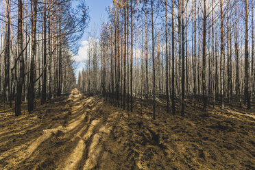 Germany, Brandenburg, Treuenbrietzen, Forest after forest fire - ASCF00897