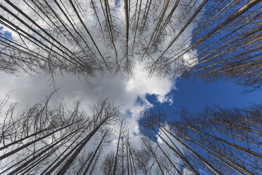 Germany, Brandenburg, Treuenbrietzen, Forest after forest fire, worm's eye view - ASCF00898